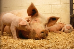 pigs-520896_960_720