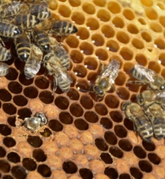 narodziny-pszczoły