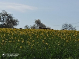 IMG_20200424_090259-Copy