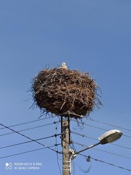 IMG_20200424_090932-Copy