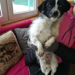 Pies czeka na właściciela